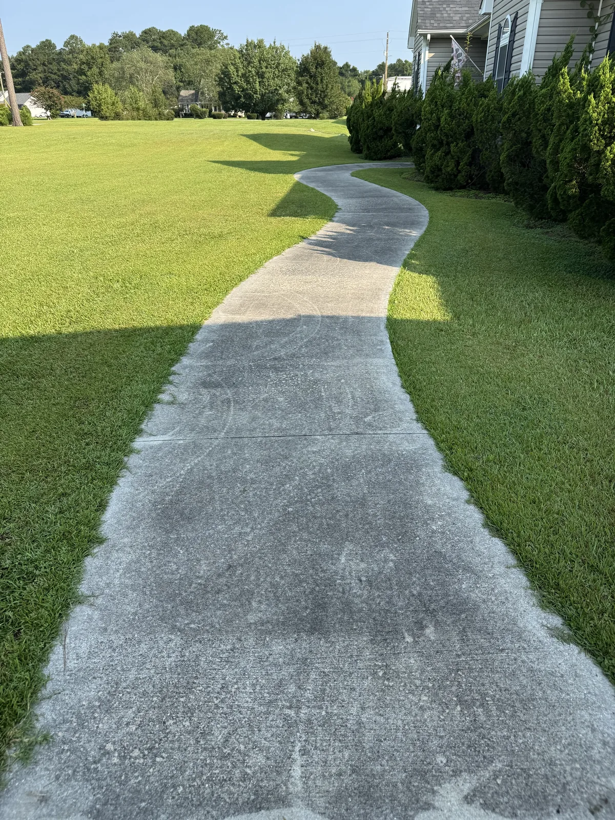 Algae-stained curved concrete walkway before cleaning